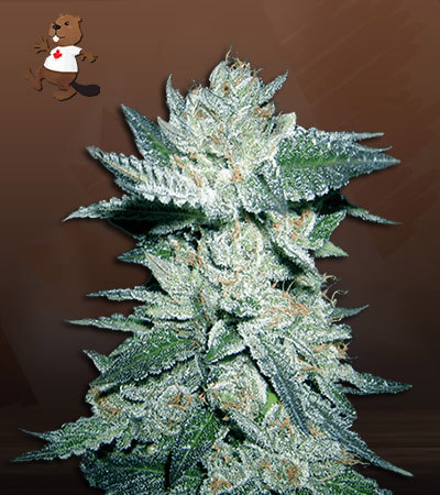 Bubba Kush-image