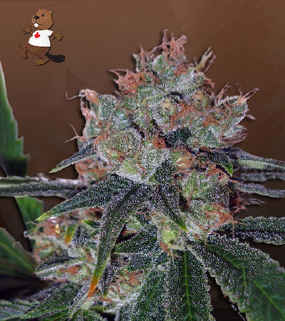 Bubblelicious Autoflower-image