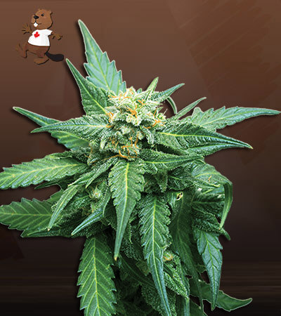 CB Diesel-image