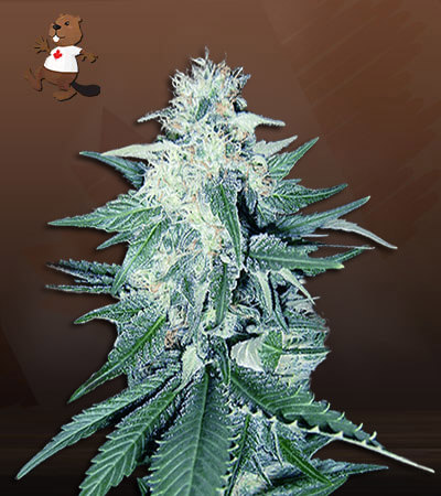 CB Dream-image