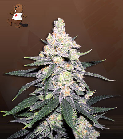 CB Dutch Treat-image