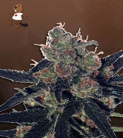 CBD Kali Kush-image