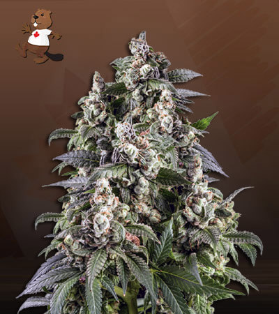 Cafe Racer Autoflower-image