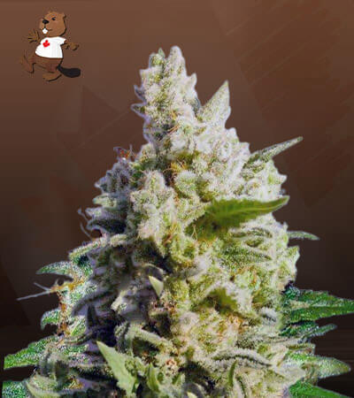 Cali Kush CBD-image
