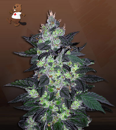 Candy Cane Autoflower-image