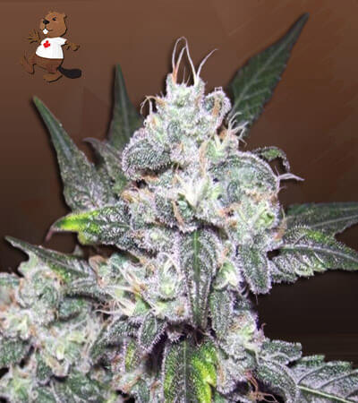 Cereal Milk Autoflower-image
