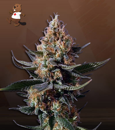 Chemdog-image