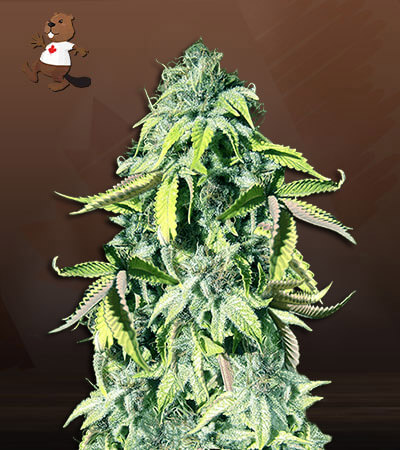 Crown Royale-image