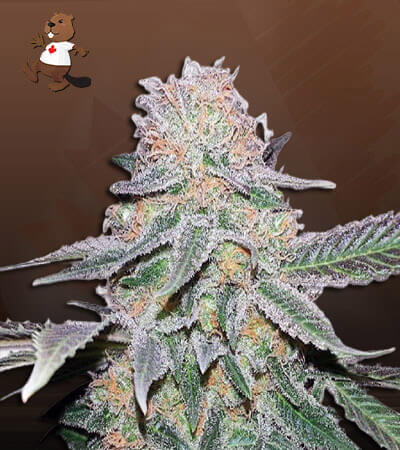 Crystal Autoflower-image