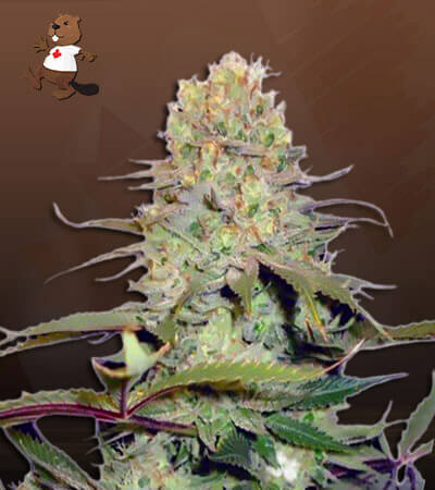 Diamond Kush Autoflower-image
