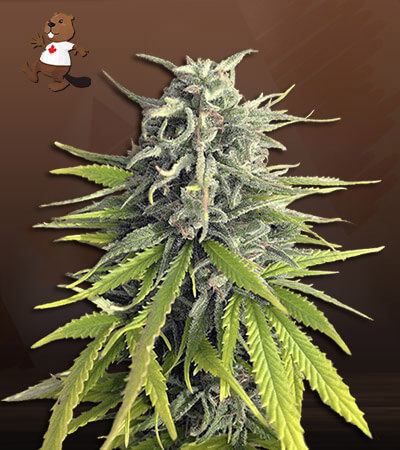 Durban Poison-image