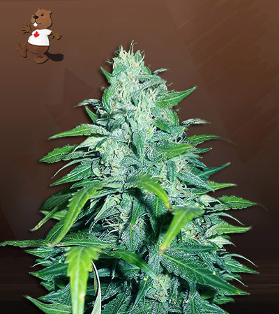 Dwarf Low Flyer Autoflower-image