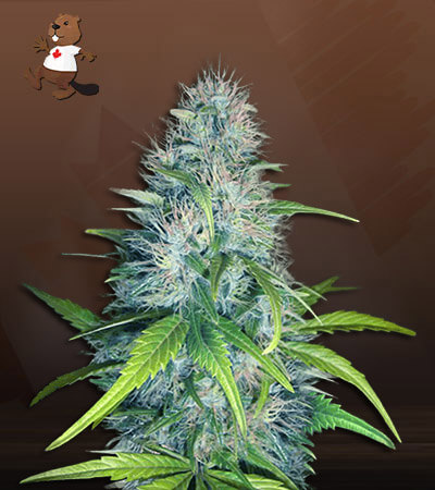 Early Miss Autoflower-image