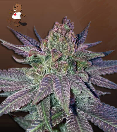 Forbidden Fruit-image