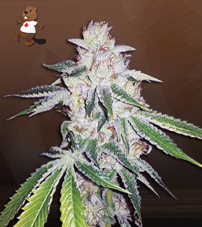 Ghost OG Autoflower-image