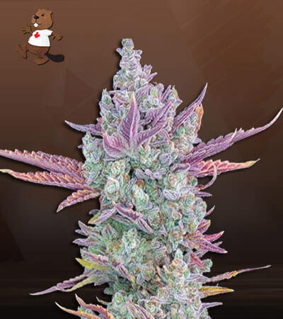 Gorilla Cookies Autoflower-image
