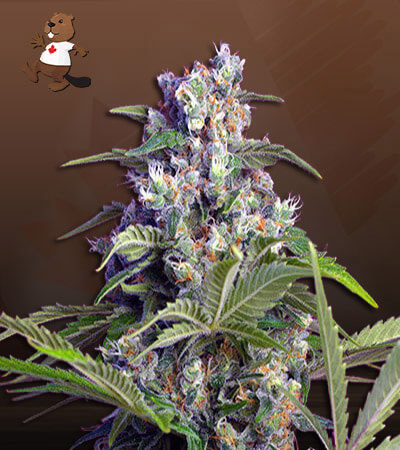 Gorilla Mint-image