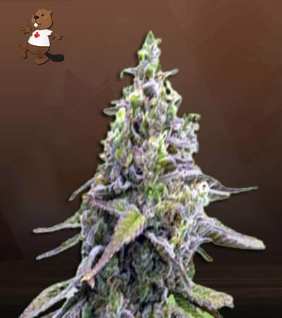 Green Apple Pie-image