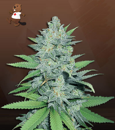 Green Crack-image