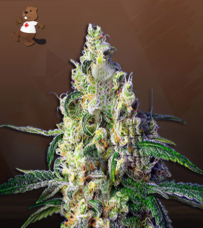 Green Dream Autoflower-image