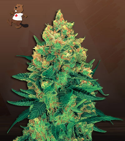 Hash Plant-image