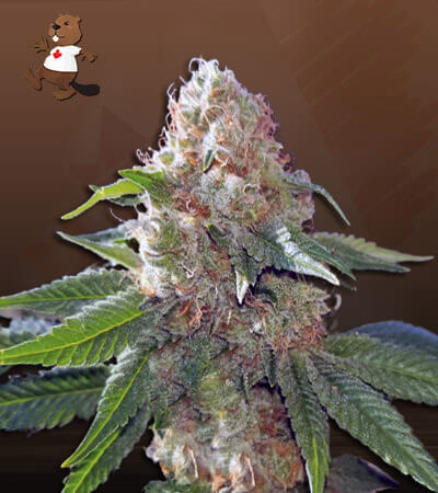 Hawaiian Gold Autoflower-image
