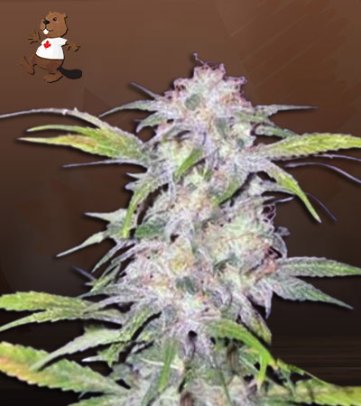 Hawaiian Skunk Autoflower-image