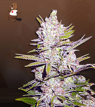 Haze Xtreme Regular-image