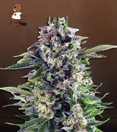 Headband Autoflower-image