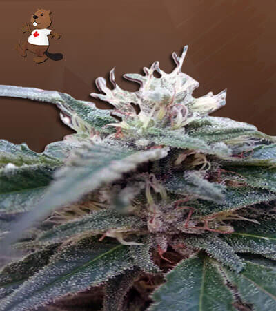 Hemlock Autoflower-image