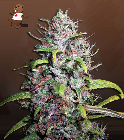Island Sweet Skunk Autoflower-image