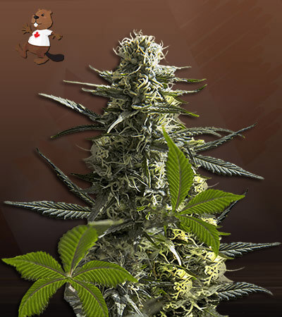 Jack Herer Autoflower-image