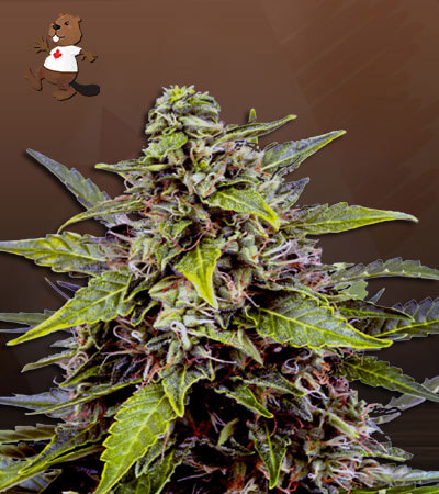 Juicy Fruit Autoflower-image