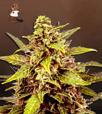 Juicy Fruit-image