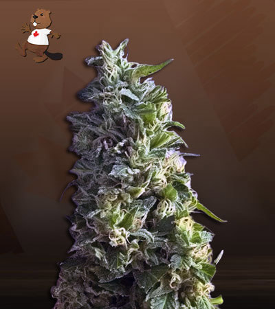 Lime Green Skunk-image
