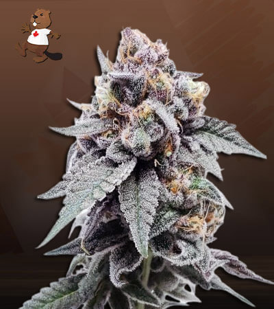 Mint Melon Autoflower-image