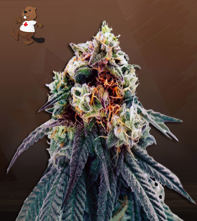 Misty Autoflower-image
