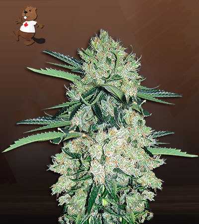 NYC Diesel Autoflower-image