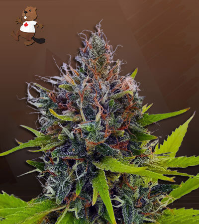 Northern Berry Autoflower-image