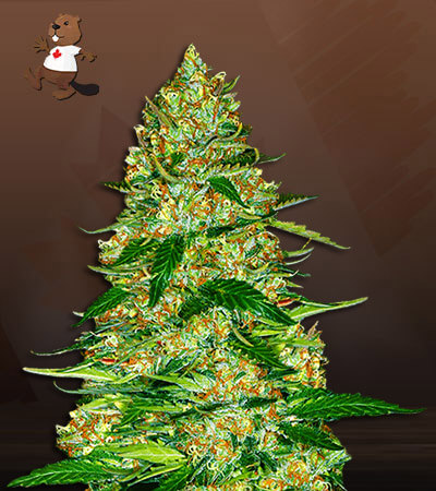 Northern Lights Autoflower-image