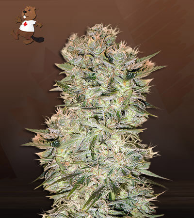 Original Skunk Regular-image