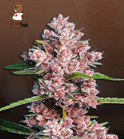 Poison Berry Autoflower-image