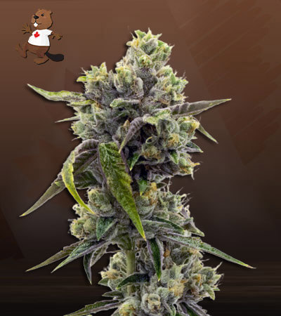 Purple Martian Kush Autoflower-image
