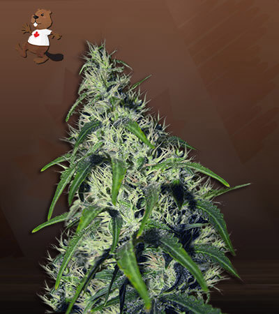 Revolver Autoflower-image