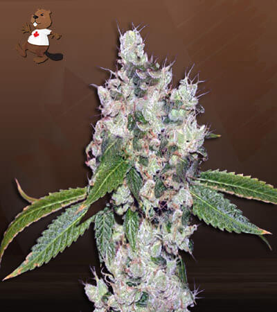 Sour Flower Autoflower-image