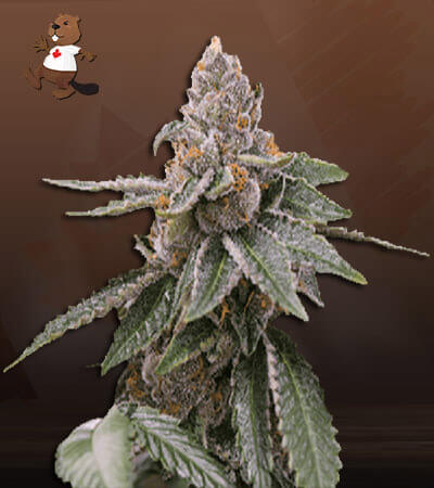 Sour Girl Autoflower-image