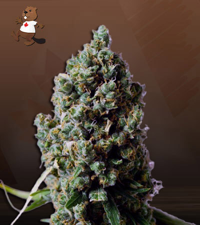 Sour Grapes Autoflower-image