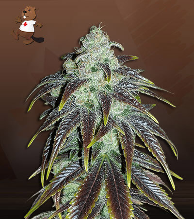 Sour Jack-image