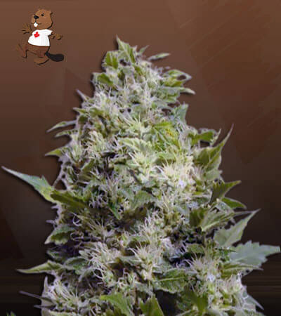 Sour Maui Autoflower-image