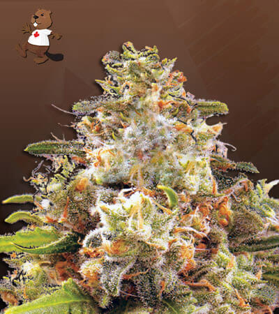 Strawberry Cough Autoflower-image